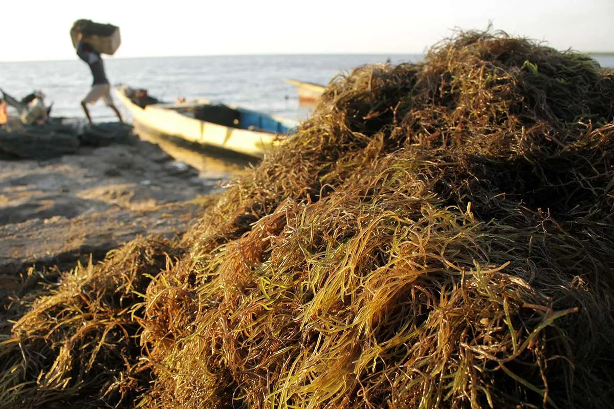 7 Manfaat rumput laut yang menakjubkan