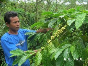 Produksi kopi Indonesia turun 4,2%