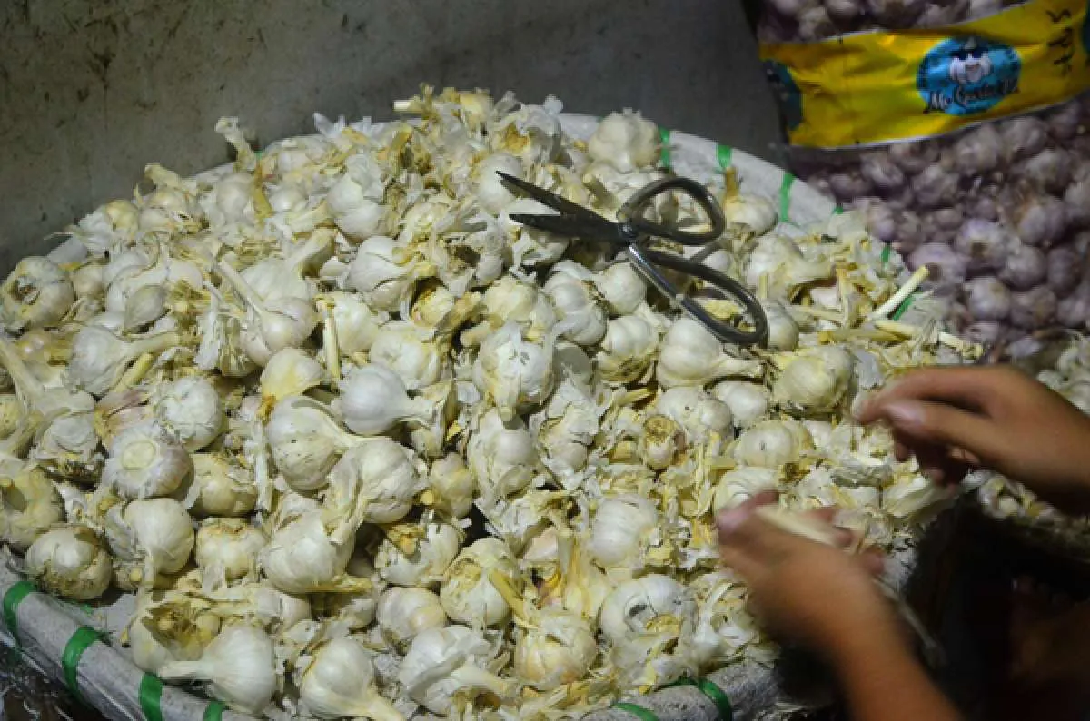 Mentan: Impor dari China dihentikan, pasokan bawang putih aman