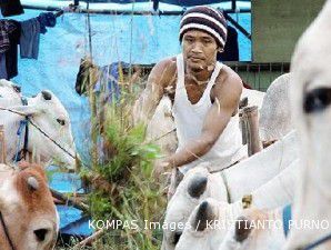 Indonesia bisa segera swasembada sapi