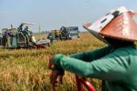 Hasil Panen Padi di Lahan Kampung Inovasi IPB Capai 9,7 Ton Per Hektare