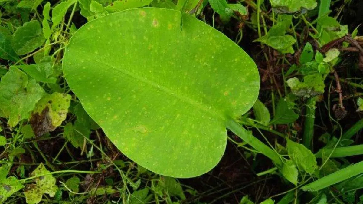 7 Manfaat Genjer untuk Kesehatan, Salah Satunya Mengontrol Tekanan Darah 