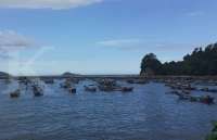 Banyuwangi Dikunjungi 290.776 Wisatawan pada Periode Libur Nataru