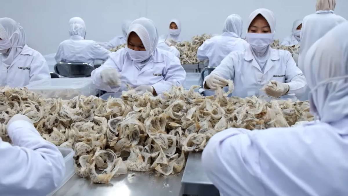 Penjualan Sarang Burung Walet Topang Pertumbuhan Laba Abadi Lestari (RLCO)