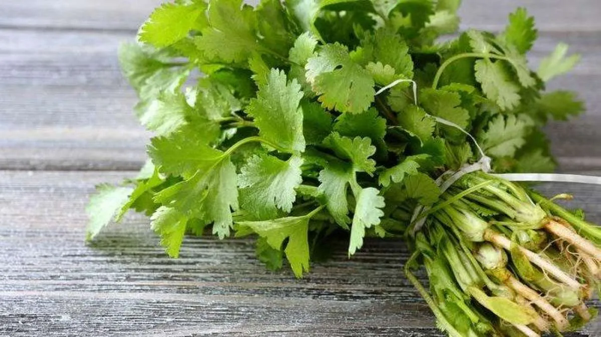 Cara Membuat Infused Water Daun Ketumbar agar Efektif Menurunkan Berat Badan