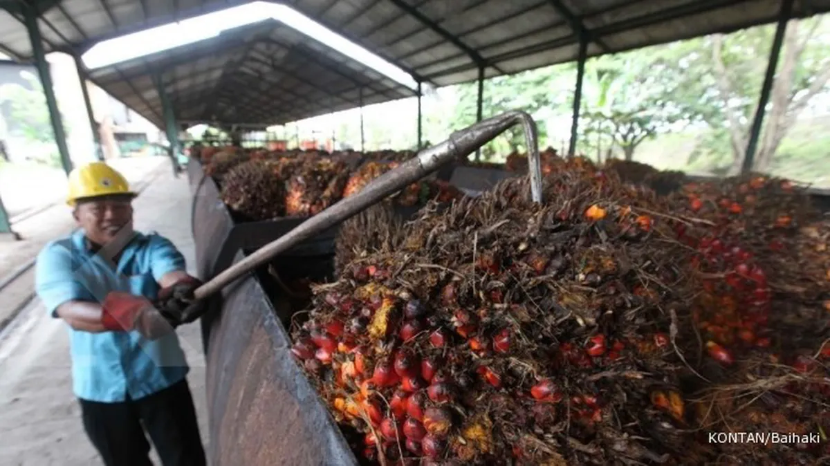 Harga CPO anjlok, target bea cukai tak tercapai