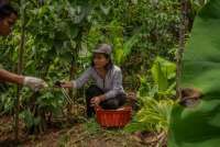 Menyoroti Inovasi Pertanian Regenaratif Berbasis AI di Indonesia