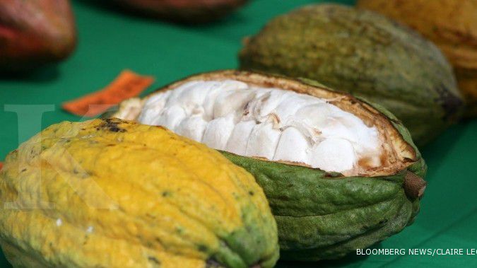 Ekspor olahan kakao menaklukkan ekspor biji kakao
