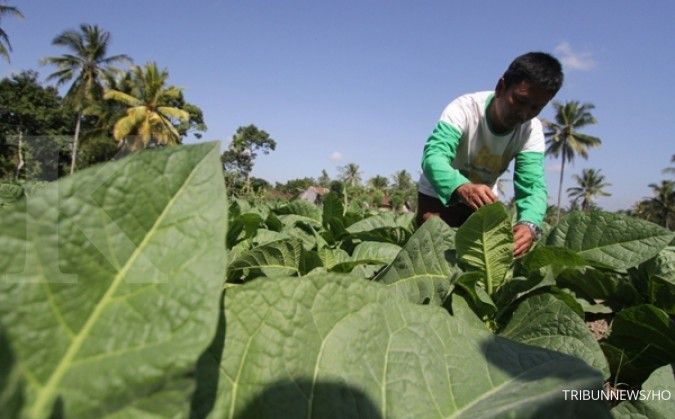 Petani tembakau diminta diversifikasi tanaman