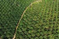 Transformasi SGRO, Akuisisi Posco Ubah Total Arah Bisnis Mantan Emiten Sampoerna Ini