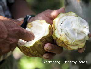 Perusahaan Makanan Harus Komitmen Beli Kakao Indonesia