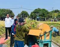 Panen Raya di Indramayu, Jokowi Pastikan Produksi Padi di Tengah El Nino Masih Baik