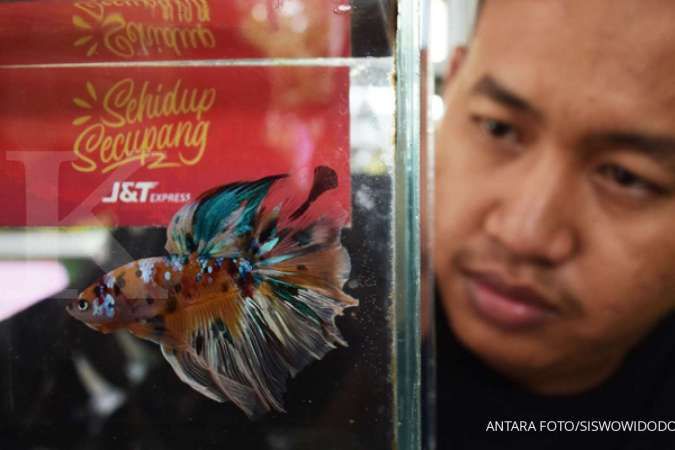 Ini Pertanda Ikan Cupang Anda Sedang Sekarat dan Cara Mengatasinya