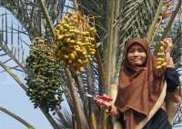 Belajar dari Kampoeng Kurma, pahami investasi sektor agribisnis 