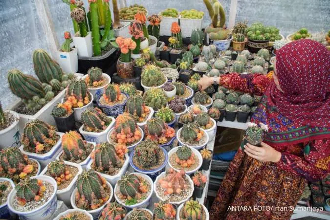 Budidaya kaktus hias di Lumajang