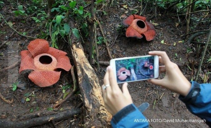 Festival Bumi Rafflesia 2017 digelar pekan depan