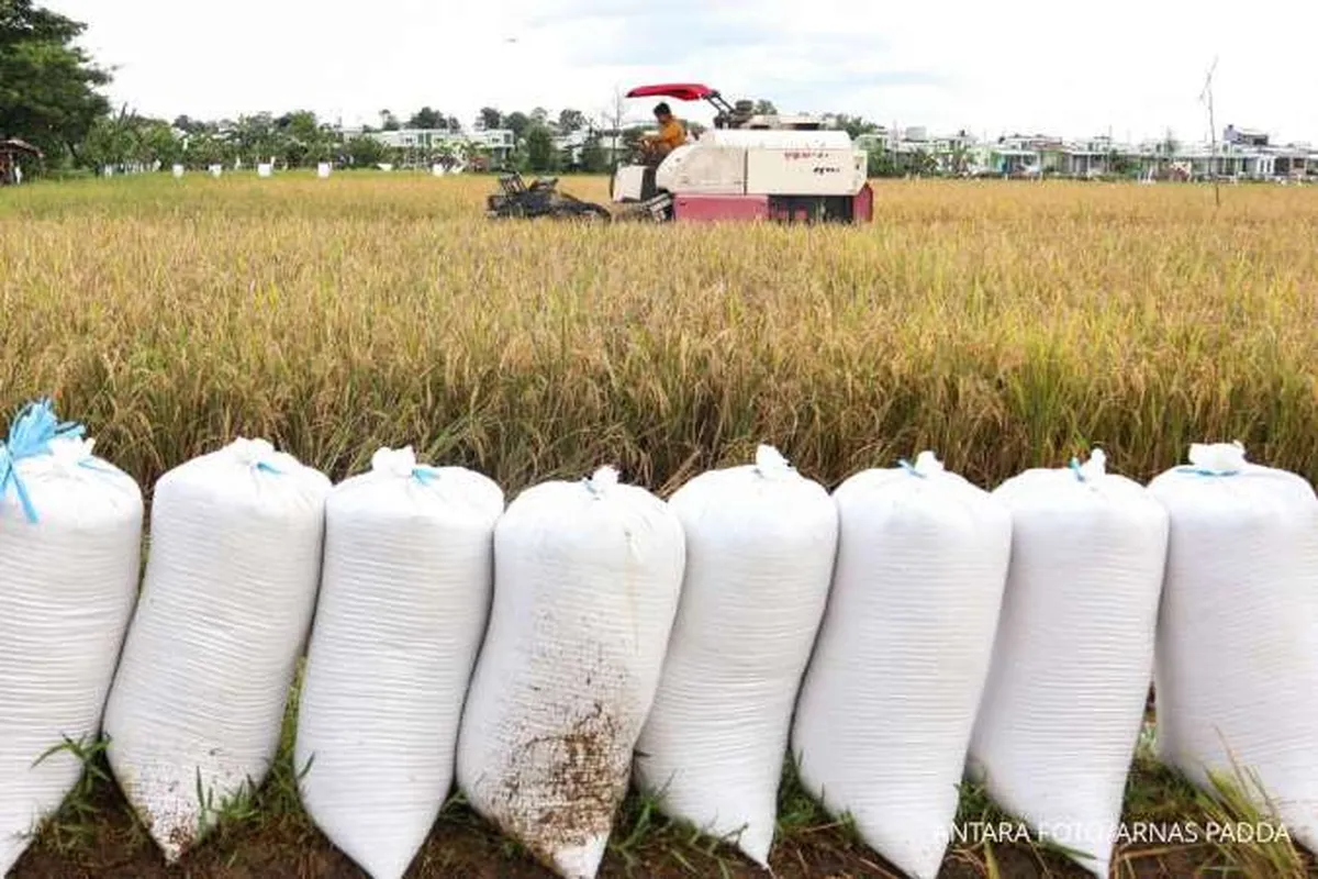 60 Kabupaten Panen, Bulog Diminta Optimalkan Serapan Beras