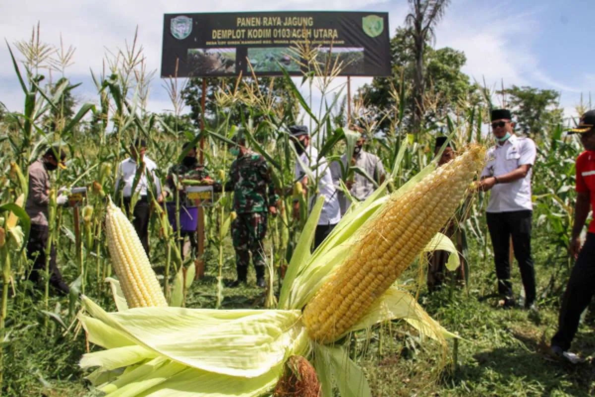 Jokowi perintahkan Mentan Syahrul Limpo genjot produksi jagung