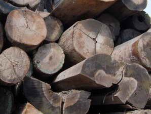 Masih Banyak Perda Legalkan Illegal Logging
