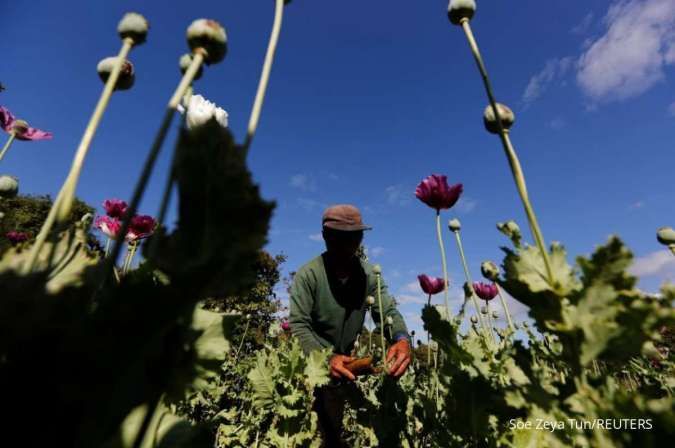 Budidaya Opium di Myanmar Berkembang Pesat Selama Militer Berkuasa