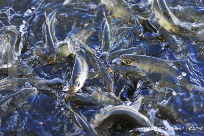 Pabrik pakan ikan Pemprov Jambi kurang bahan baku