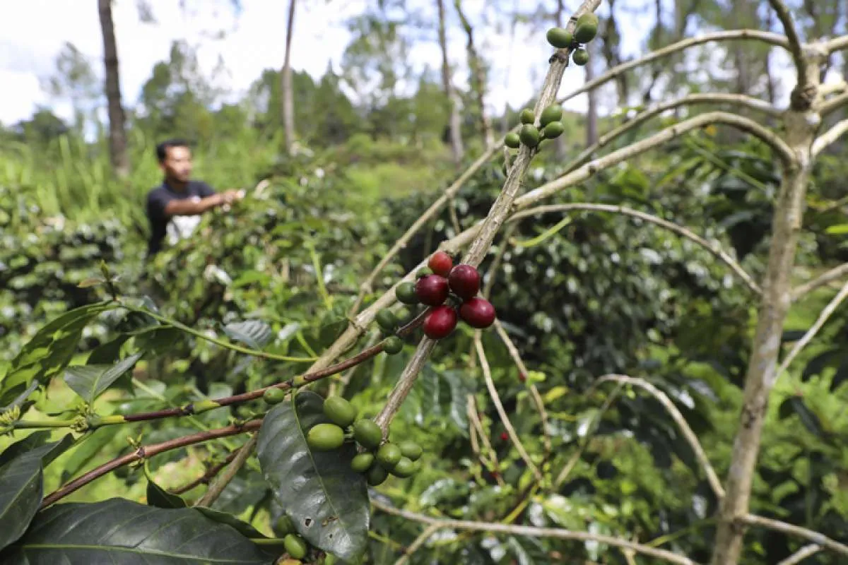 Melihat dari dekat sentra pembuatan kopi Lintong (bagian 2)