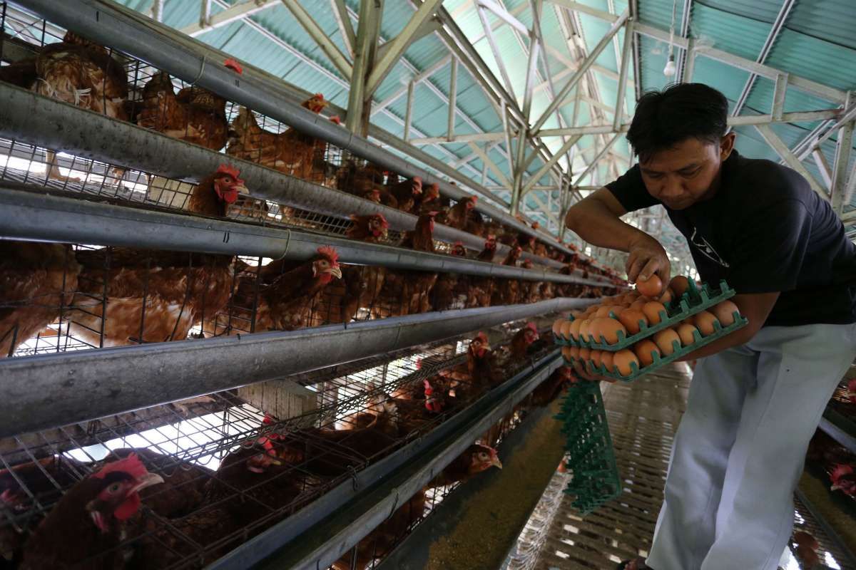 Harga Telur Ayam Mulai Turun di Awal Tahun
