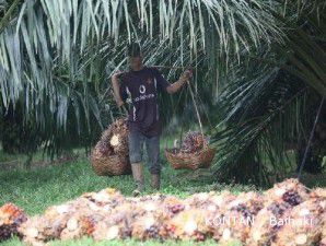 Siap-siap, petugas pajak bakal sambangi perusahaan kelapa sawit!