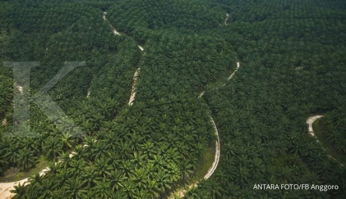 Kemtan usul asing bisa kempit 51% saham perkebunan