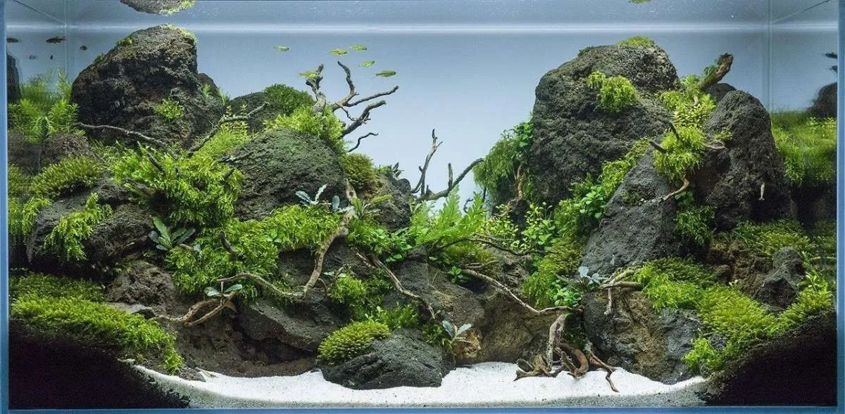 Memiliki Konsep yang Sama, Ini Letak Perbedaan Aquascape dan Paludarium