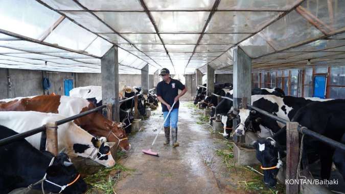 Tingkatkan Kualitas Susu Sapi, Fonterra Perkuat Program Daily Development di Padang