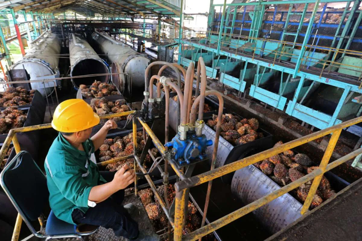 Pemprov Aceh Luncurkan Peta Jalan Menuju Sawit Berkelanjutan