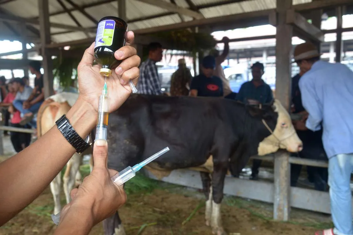 Mentan: Daging Ternak yang Kena PMK Masih Bisa Dimakan