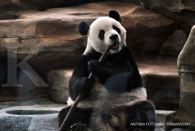 Yuk lihat Panda Taman Safari di malam tahun baru