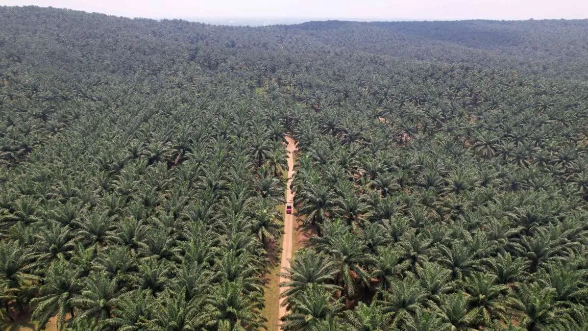 Ombudsman RI: Kerugian Buruknya Tata Kelola Sawit Indonesia Capai Rp 279,1 Triliun