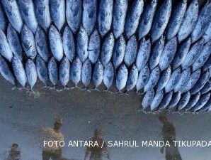Jepang berhasil melelang ikan tuna termahal di dunia