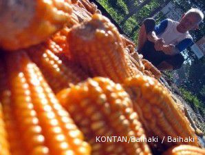 Harga jagung tergerus akibat spekulasi, setelah delapan hari terus menguat