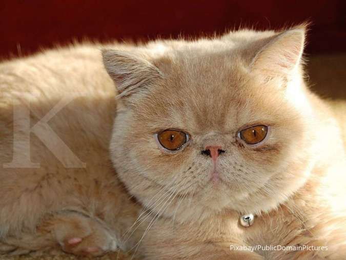 Cara merawat kucing persia