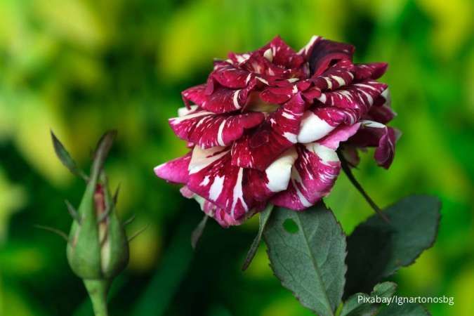 Tidak Banyak Diketahui, Ini Manfaat Teh Mawar untuk Kesehatan Tubuh