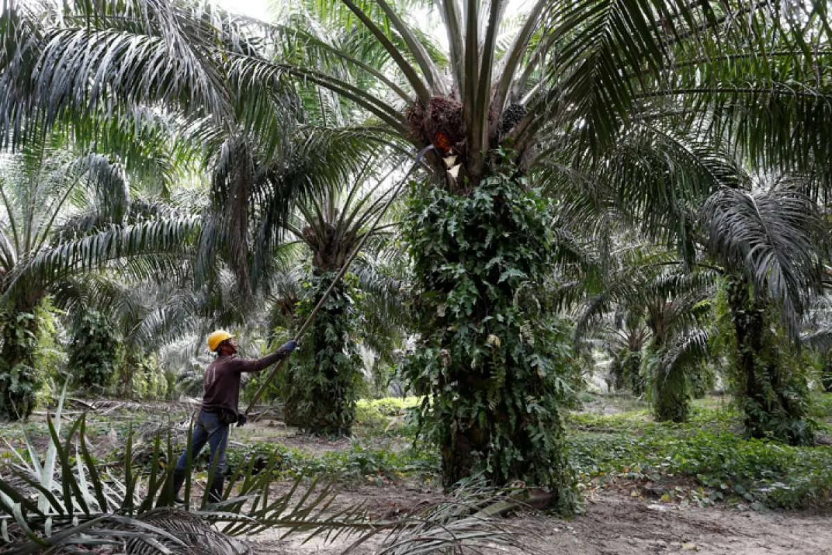Stok CPO Malaysia turun ke level terendah, harga bakal melambung?