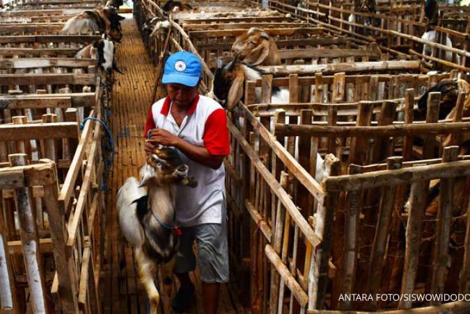 Harga Kambing dan Sapi Kurban di Jawa Timur 2025, Termurah Rp 2 Jutaan