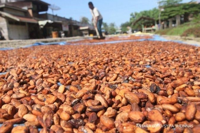 AIKI proyeksikan produksi kakao minimal naik 10% 