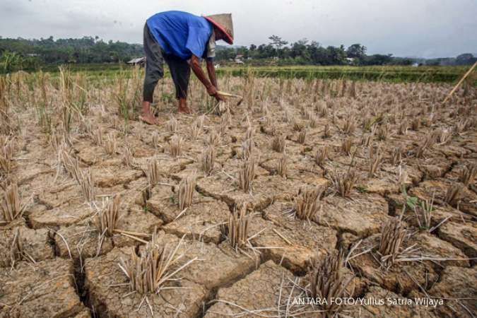 El Nino Ancam Kekeringan Lahan Pertanian, Ini Antisipasi Kementan