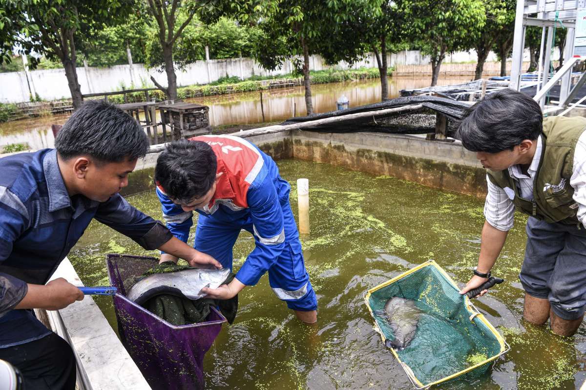 Kilang Pertamina Plaju Bersama BRIN Bina Konservasi Ikan Belida