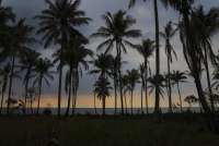 Krisis Kelapa dan Kebijakan Holistik