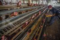 Pinsar Dukung Langkah Pemerintah Perkuat Peternak UMKM