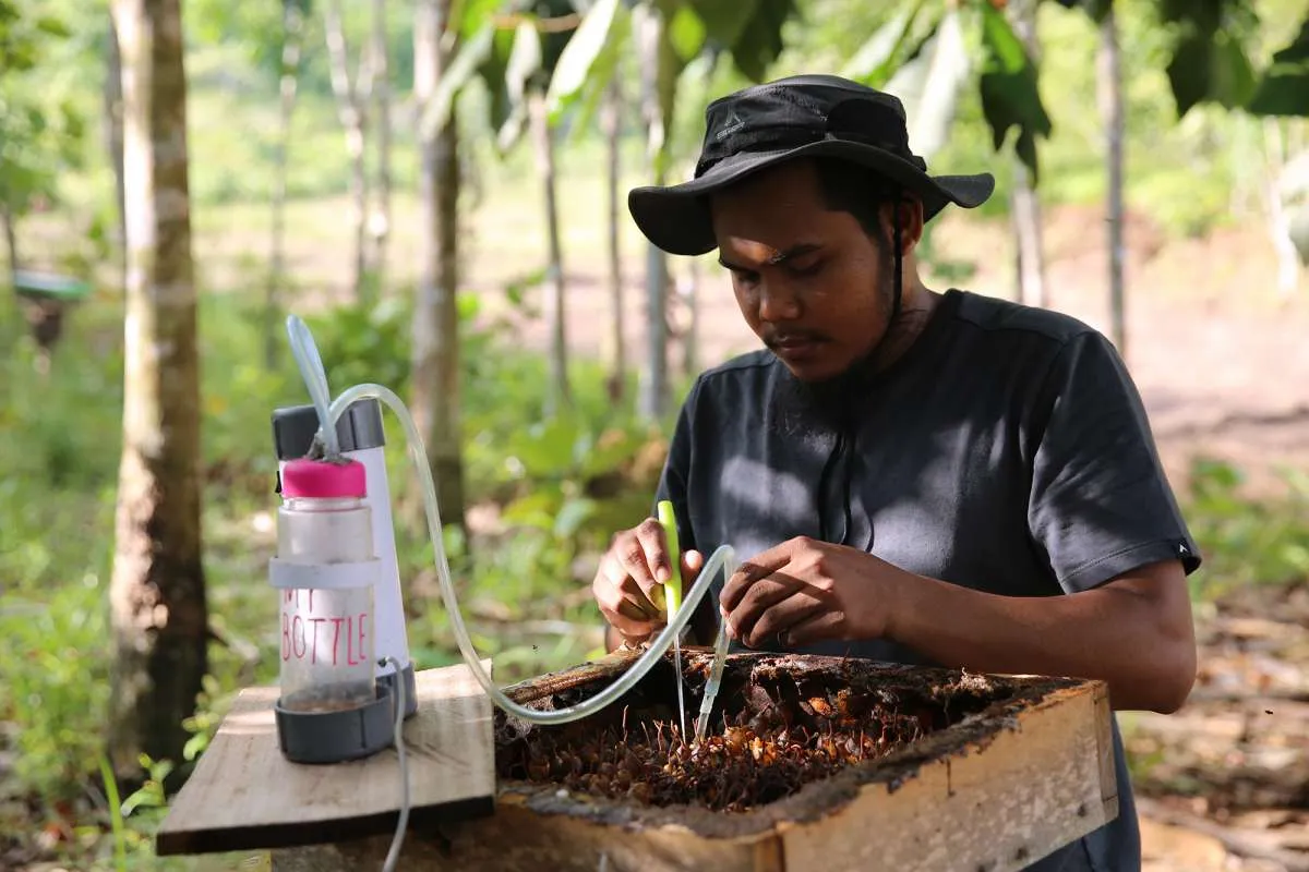 Selama pandemi covid-19, produksi jahe merah petani binaan APP Sinar Mas melonjak