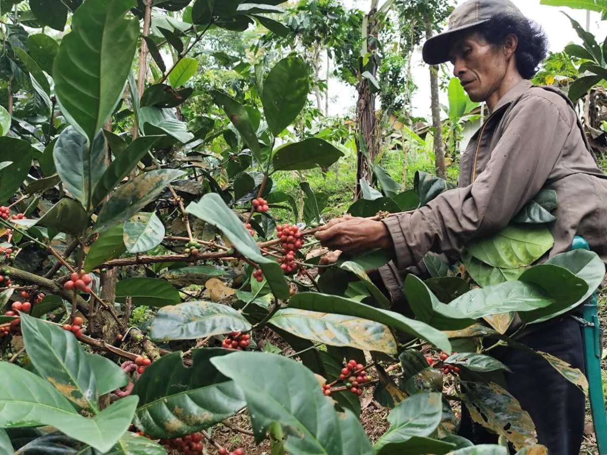 Kopi Excelsa, Primadona Baru Specialty Coffee dari Sumedang