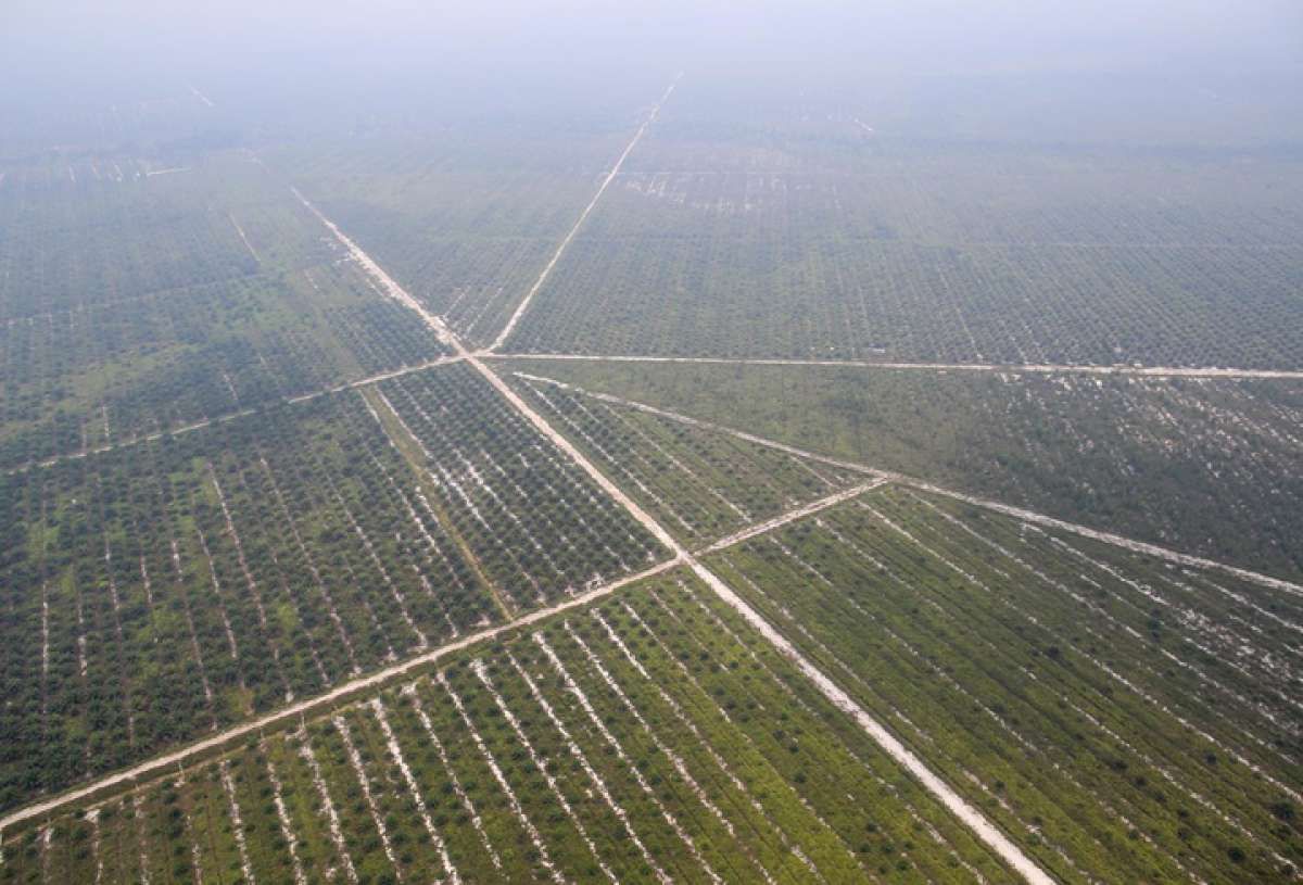 Antisipasi Kebakaran Hutan di Lahan Kelapa Sawit
