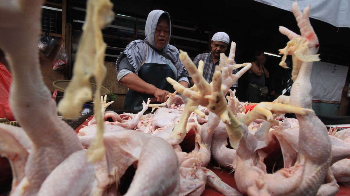 Stok daging ayam masih aman